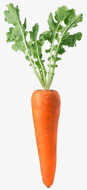 胡萝卜绿叶图片免抠