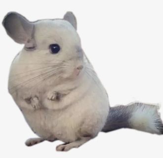 站立的龙猫免抠