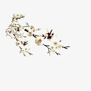 树枝上盛开的梨花免抠