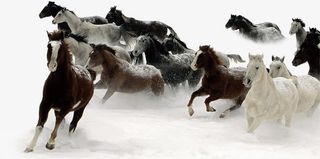 万马奔腾图片免抠