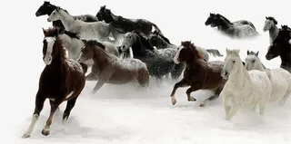 万马奔腾图片免抠