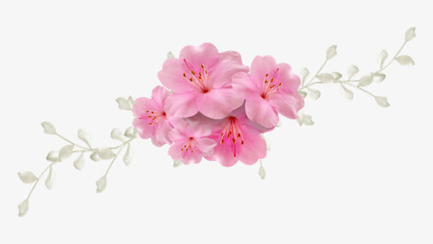 粉红色花朵 粉红色花苞 免扣红花png素免抠