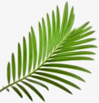 蒲公英叶子png素材免抠漂浮叶子元素