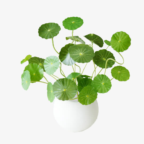 积雪草盆栽免抠