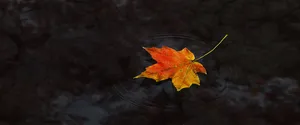 秋天枫叶背景高清