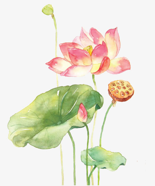 荷花免抠