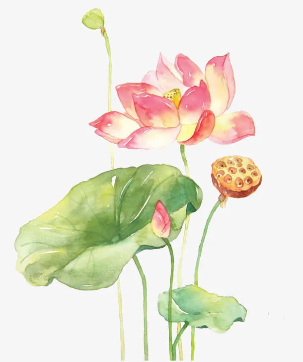 荷花免抠
