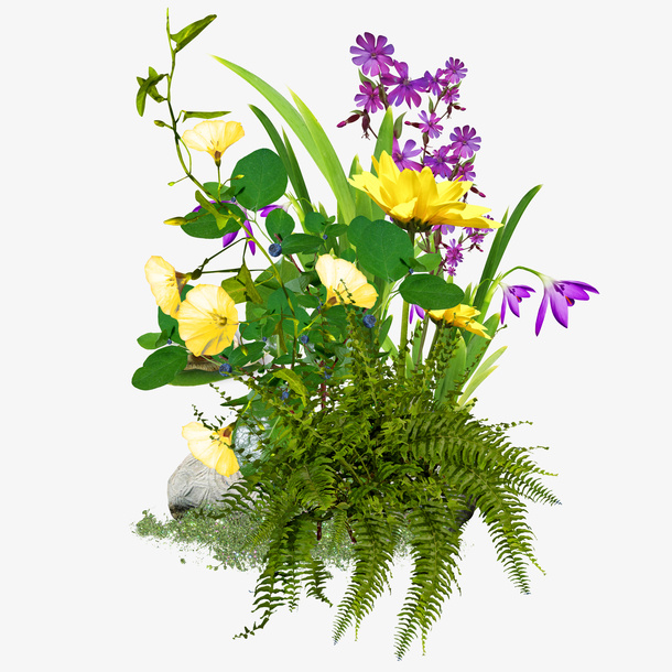 实物花草野花绿叶装饰免抠