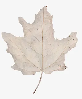 枯萎的叶子免抠