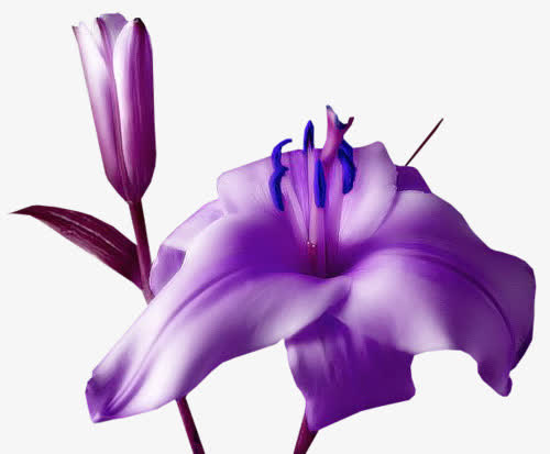 花卉图案花草图案免抠