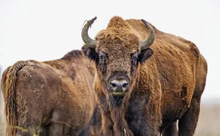 牛类动物高清图片免抠