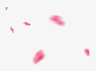 漂浮桃花瓣免抠