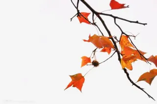 美丽的枫叶免抠