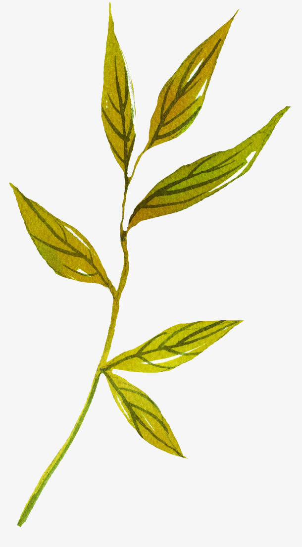 素描叶子免抠