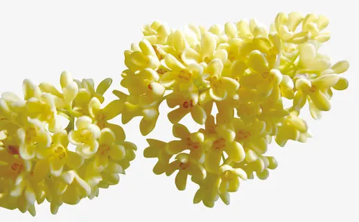 小桂花瓣免抠 小桂花瓣免抠