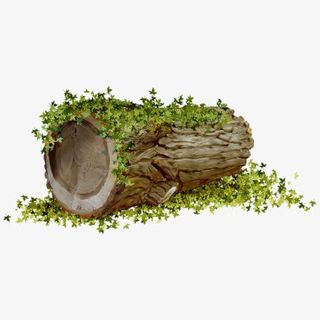 树干免扣PNG免抠