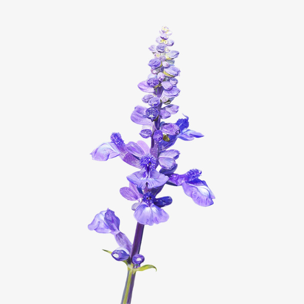薰衣草叶子免抠