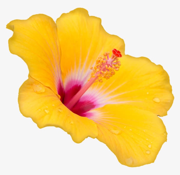 花瓣免抠