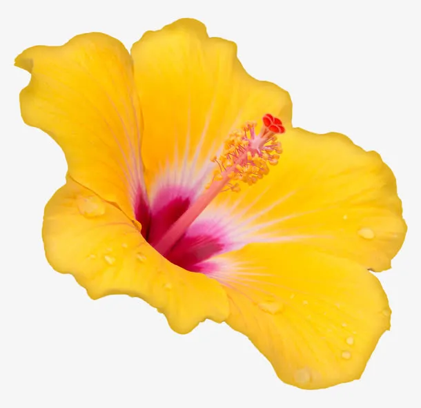 花瓣免抠