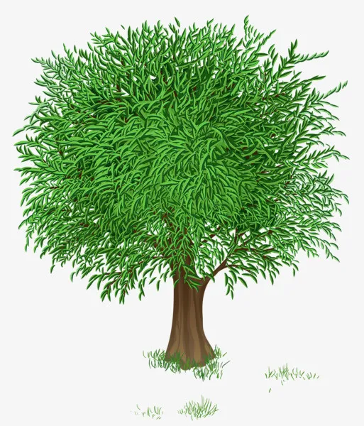 植物树叶和树散开免抠