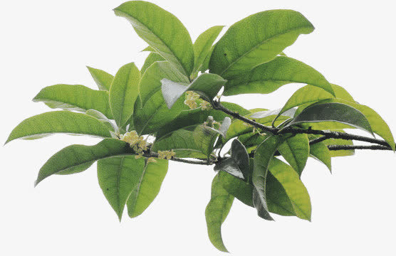 树叶免抠