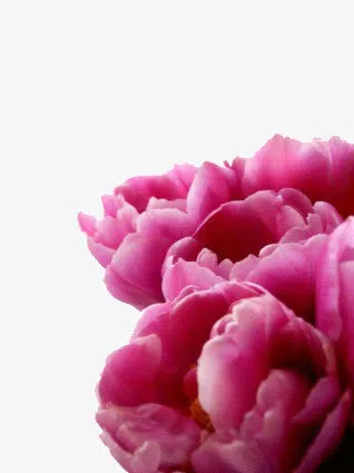 盛开的牡丹花免抠