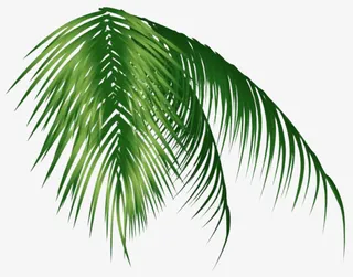 绿色的大叶片免抠