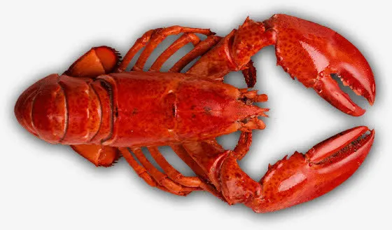 俯视美味龙虾食物免抠