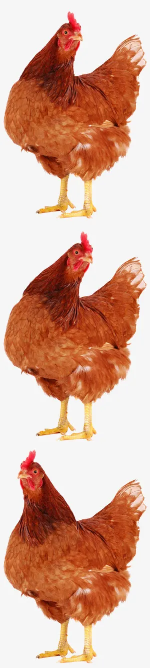 老母鸡动物大集合免抠