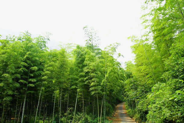 竹林效果图免抠