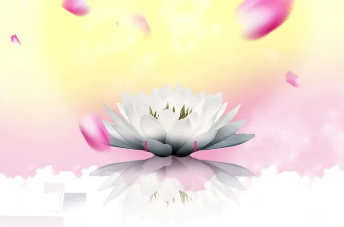 中国风美丽花瓣下的白莲花背景素材高清