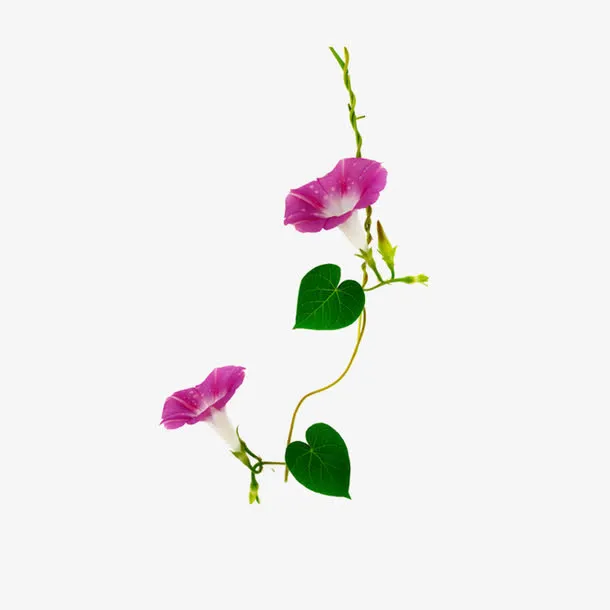 牵牛花装饰免抠