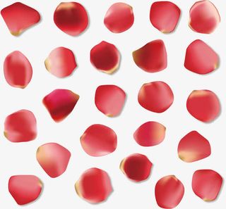 玫瑰花瓣素材免抠