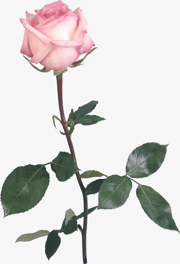 线描花卉手绘装饰图片免抠
