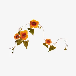 旱金莲花枝免抠