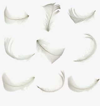 白色羽毛免抠