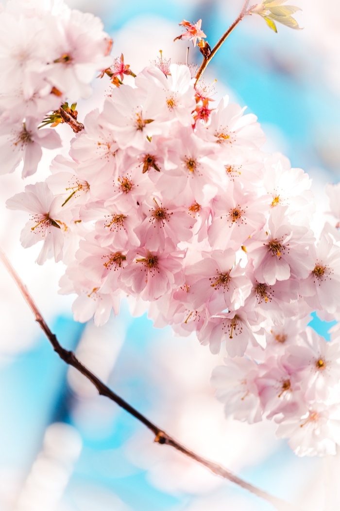 朦胧粉色桃花高清