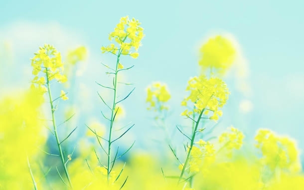 夏日小清新油菜花田免抠