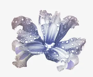 野花png图片免抠