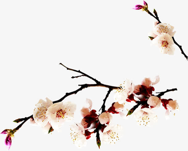 粉色春季桃花树枝免抠