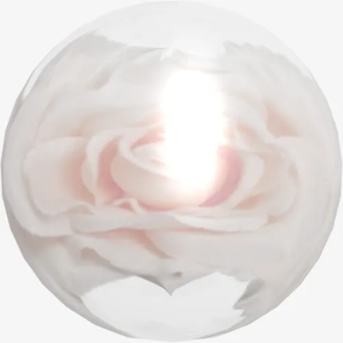 白玫瑰花瓣免抠