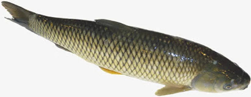 河里的鲤鱼免抠