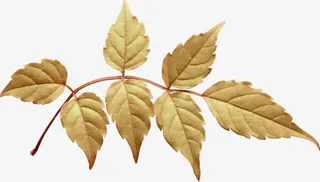 红叶免扣树枝免抠