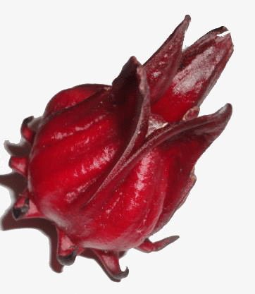 玫瑰茄果实免抠