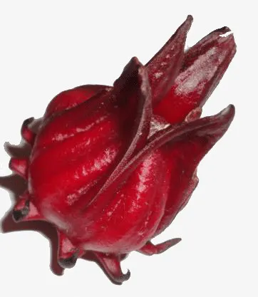 玫瑰茄果实免抠