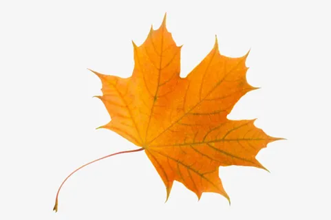 红色槭树科弯曲的静止的树叶实物免抠