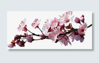 花，梅花，樱花，桃花免抠