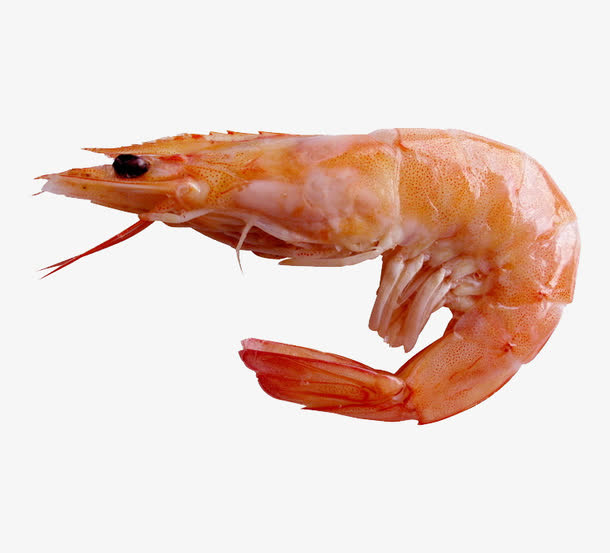 虾PNG素材免费下载免抠
