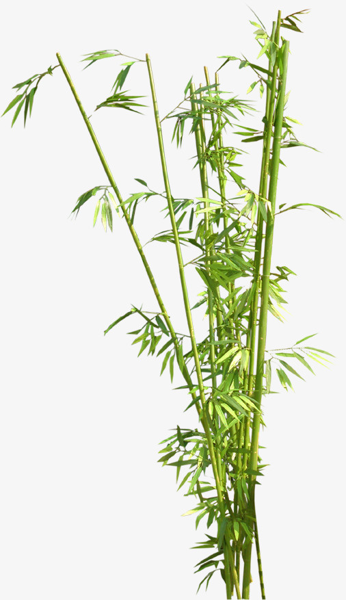 竹子免抠