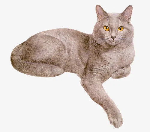 浅灰卧坐猫咪免抠
